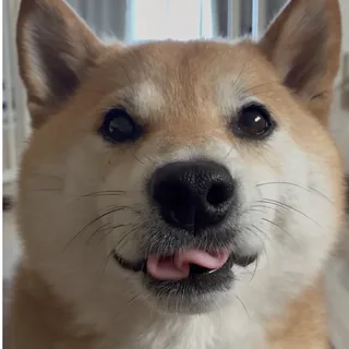 Fuuta The Shiba